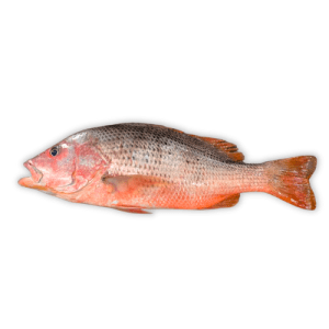 hira fish (red snapper)