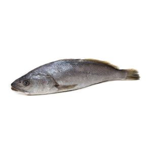 Croaker (Mushka Fish)