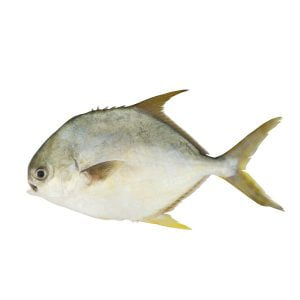 A-fresh-Pompano-fish-600x600