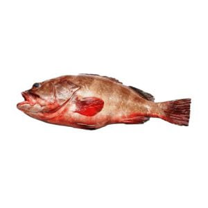 damra fish