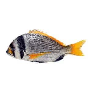 Bridled Bream (Captain)