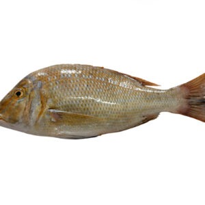 Mulla Fish Emperor fish