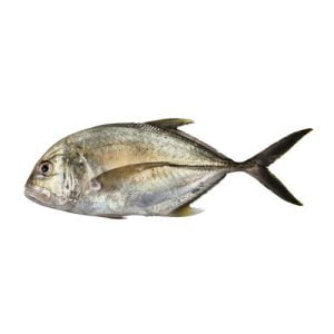 Giant Trevally (Patal)