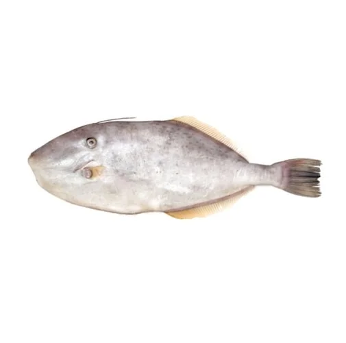 Fresh Irani Paplet Leatherjacket fish