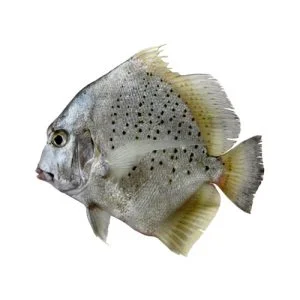 paplet fish