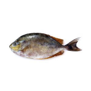Fresh-Kala-Saafi-Rabit-Fish-