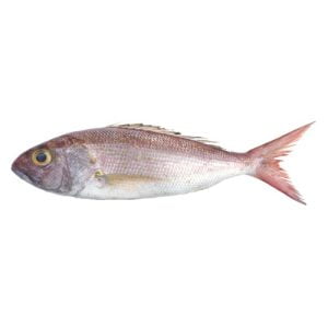 Crimson Jobfish (Khopra)