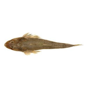 Flathead (Kukkar Fish)