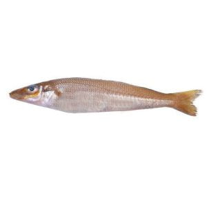 Lady fish (Bhambore)
