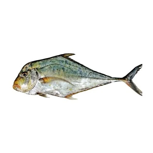 Diamond Trevally (Pattal)