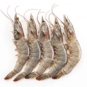 prawn fish