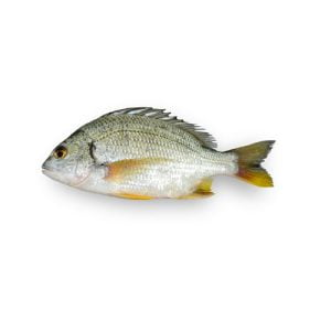 dandia fish