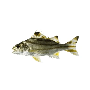 Fresh-Terapon-fish-also-known-as-Ginghra