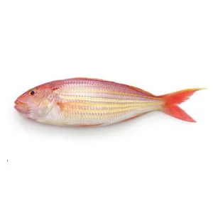 Threadfin Bream (Chakori)