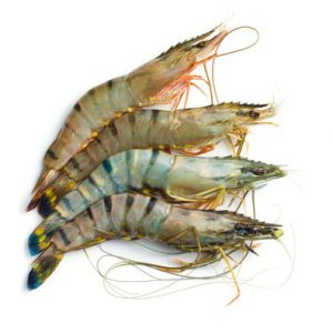 Fresh Tiger Prawns ready for online fish delivery