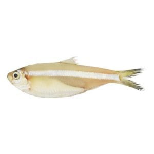 White Sardine fish (Mittu)