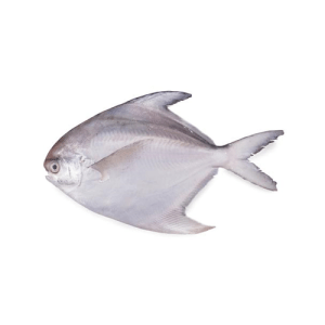 pamphlet fish