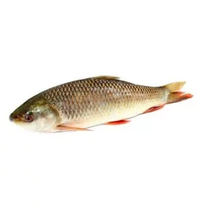 rohu fish