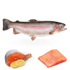 salmon fish