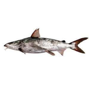 Cat Fish (Khagga)