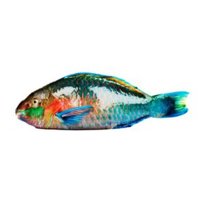 fresh parrot fish hareed