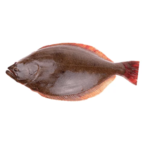Halibut (Hajjam)