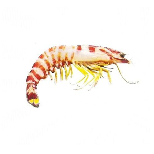 Fresh Flower tiger prawns ready for online fish delivery