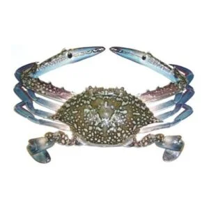 Fresh Blue Crab