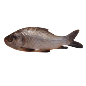 Fresh catla catla Fish