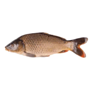 Fresh Mrigal Carp gulfam fish