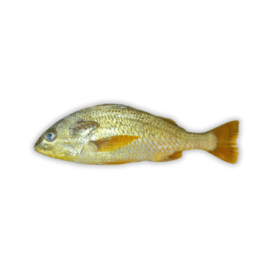 Fresh Javelin Fish Dhotar Fish for online fish delivery