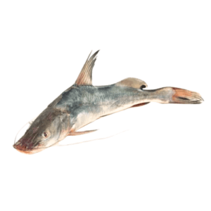 Fresh Longwhiskered Catfish singara fish