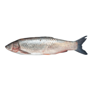 Fresh Mrigal Carp Murathi Fish