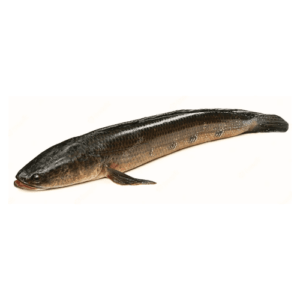 Fresh-Snakehead sole fish