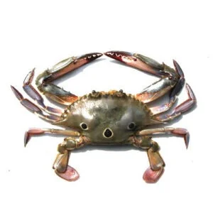 Fresh three spot crab