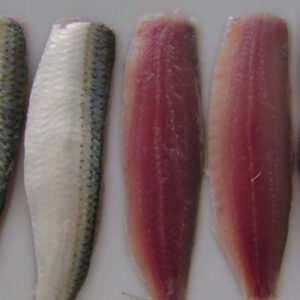 sardine fish in pakistan