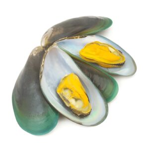 Green Mussel