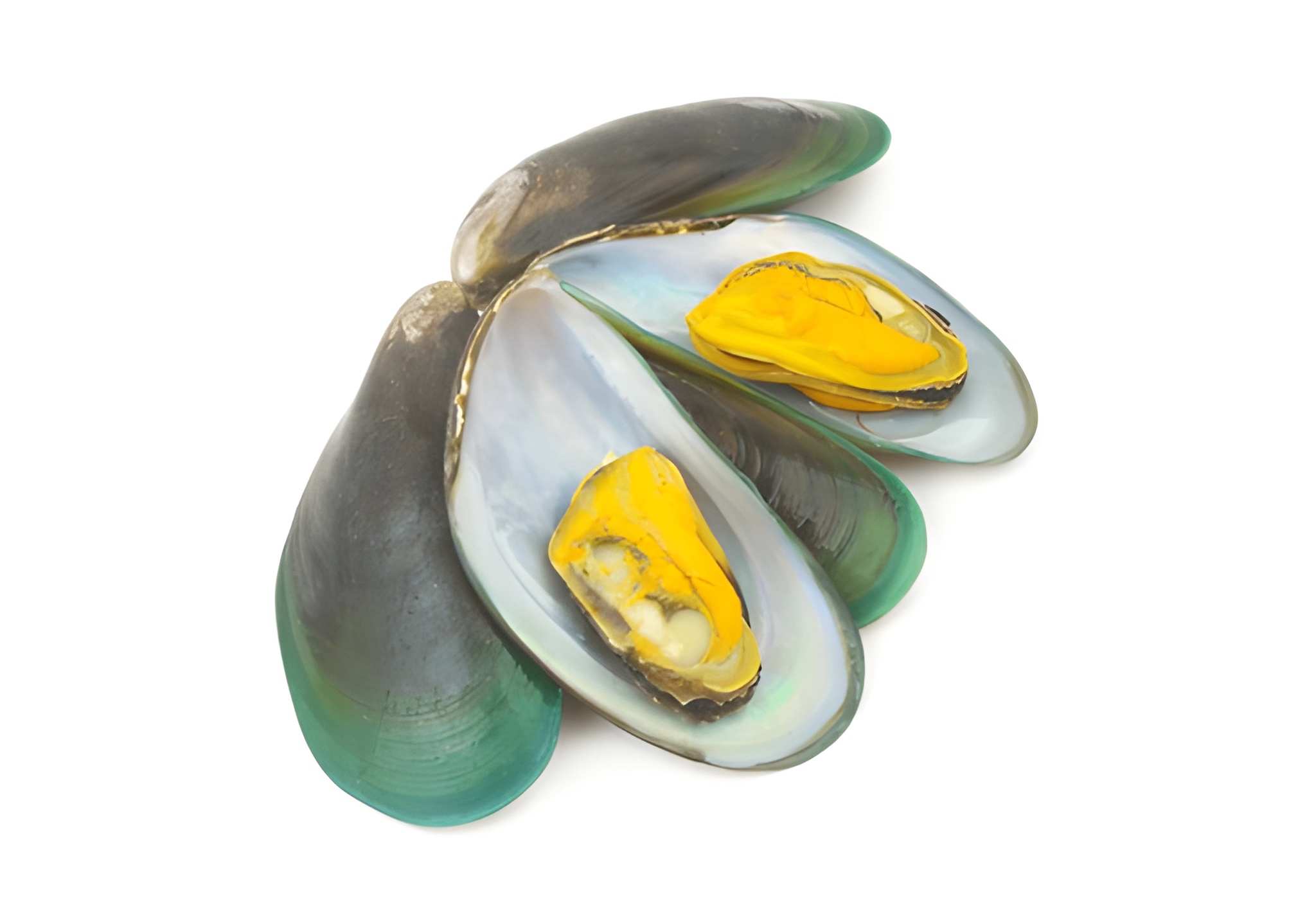 Anbar Fish Green Mussel Image Green Mussel