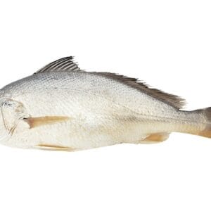 Croaker (Mushka Fish)