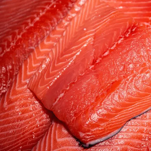 salmon fish